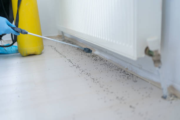 Best Termite Control Services  in Zachary, LA
